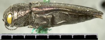 Media type: image;   Entomology 2132 Aspect: habitus lateral view